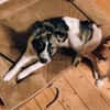 Intelligenter Jungrüde Loki sucht ein Zuhause