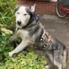 Husky MAXwartet schon in 56626 Andernach