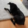 🐾❤ Molli sucht ihr Für-immer-Zuhause! ❤🐾