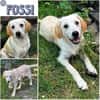 FOSSI -rundum tolles Hundekind-