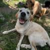 FOSSI -rundum tolles Hundekind-