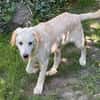 FOSSI -rundum tolles Hundekind-