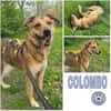 COLOMBO -verkuschelt & ruhig-