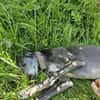 GRACY -offen, lieb & verschmust-