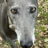 GRACY -offen, lieb & verschmust-