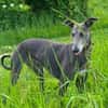 GRACY -offen, lieb & verschmust-