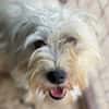 DORI-zuckersüße, freundliche Bichon-Mix-Hündin