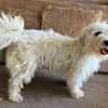 DORI-zuckersüße, freundliche Bichon-Mix-Hündin
