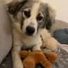 Willow - schüchterner Rüde sucht Familie