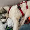 Willow - schüchterner Rüde sucht Familie