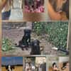 Unsere Welpen und Junghunde
