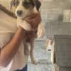 Unsere Welpen und Junghunde