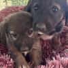 Unsere Welpen und Junghunde