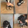 Unsere Welpen und Junghunde
