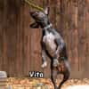 VITA