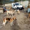 Das Leid unserer Hunde in der Türkei !