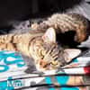 ZAZA - MIMI - EFFIE -