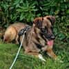 Unser zartes Hundeseelchen Sam sucht ein neues Zuhause