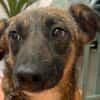 Unser zartes Hundeseelchen Sam sucht ein neues Zuhause