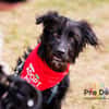 Hundekind Joker auf Pflegestelle