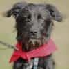 Hundekind Joker auf Pflegestelle