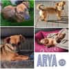 ARYA -Verschmust & lebhaft-