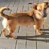 ARYA -Verschmust & lebhaft-