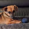ARYA -Verschmust & lebhaft-