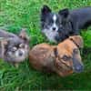 ARYA -Verschmust & lebhaft-