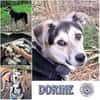 DORINE * feiner Schatz auf der Suche