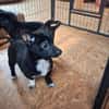 LONJA -Sucht ein ruhiges Zuhause-
