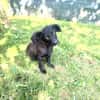 Vaya sucht Liebe Hundeeltern