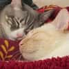 Rayo &Stewie  ein  Herz und eine Seele