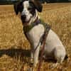 Henry, junger Pointer Mix