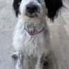 Winifred, geb. ca. 02/2026, 87763 Lautrach