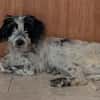 Winifred, geb. ca. 02/2026, 87763 Lautrach