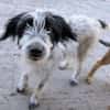Winifred, geb. ca. 02/2026, 87763 Lautrach