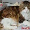 RAVIOLI