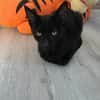 Amon