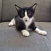 DOMINO