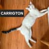 CARRIGTON ET LEONARA