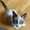 GRACIE À ADOPTER AVEC UN CHAT DÉJÀ PRÉSENT CHEZ VOUS