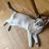 GRACIE À ADOPTER AVEC UN CHAT DÉJÀ PRÉSENT CHEZ VOUS