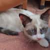 GRACIE À ADOPTER AVEC UN CHAT DÉJÀ PRÉSENT CHEZ VOUS