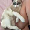 GRACIE À ADOPTER AVEC UN CHAT DÉJÀ PRÉSENT CHEZ VOUS