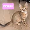 ISSEKI À ADOPTER AVEC UN CHAT DÉJÀ PRÉSENT CHEZ VOUS