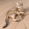 ISSEKI À ADOPTER AVEC UN CHAT DÉJÀ PRÉSENT CHEZ VOUS