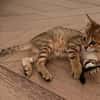 ISSEKI À ADOPTER AVEC UN CHAT DÉJÀ PRÉSENT CHEZ VOUS