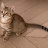 ISSEKI À ADOPTER AVEC UN CHAT DÉJÀ PRÉSENT CHEZ VOUS