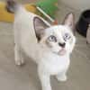 Liebe Katzenkinder Cali, Tina und Eddie